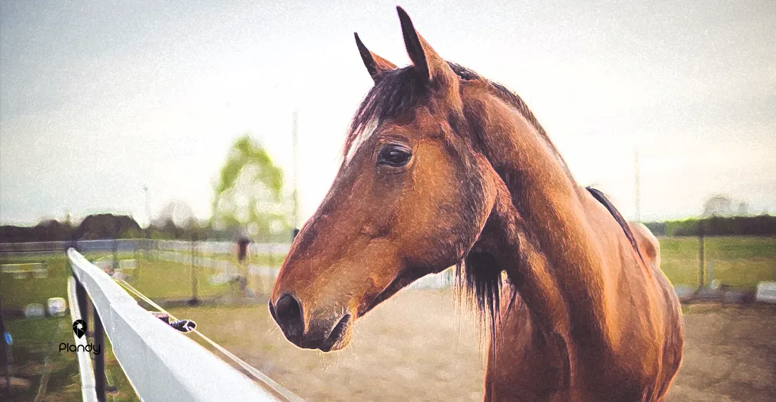 Horse Resim Atölyesi