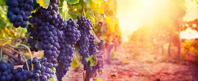 Merlot Organizasyon - cover